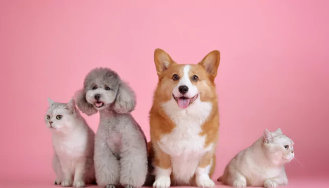 Pet first aid kit