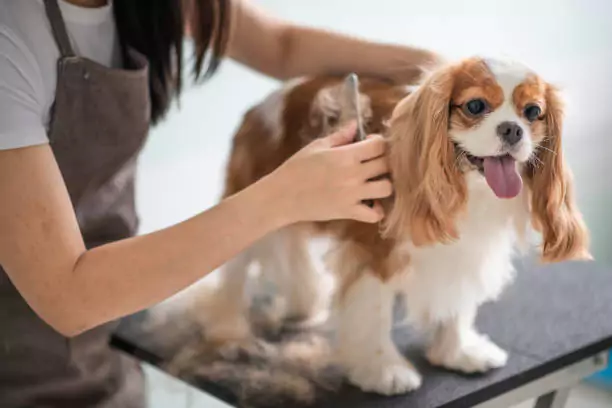 Dog getting examined